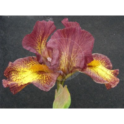 FIRESTORM IMG_9177